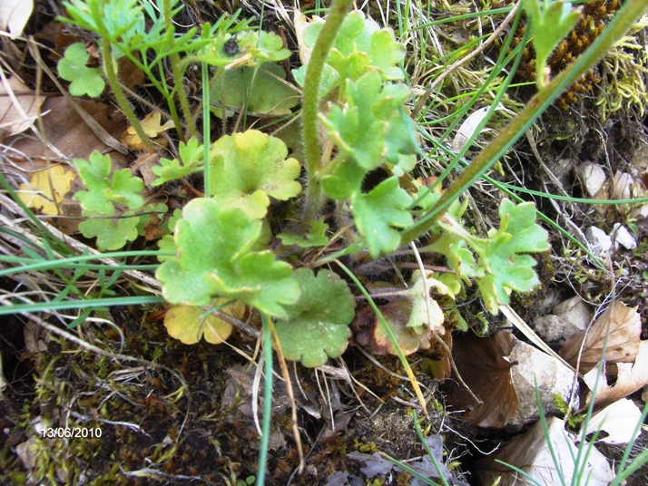 Saxifraga granulata / Sassifraga granulosa